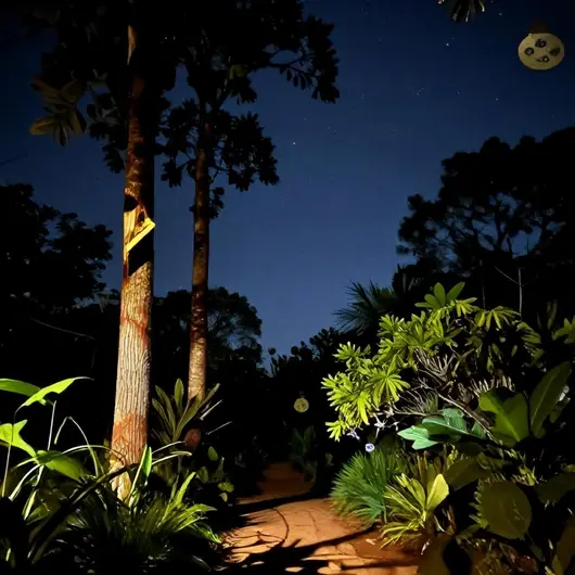Descubra a Trilha Tamandaré Noturna