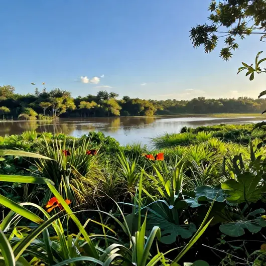 Descubra o Manguezal Ecoturismo