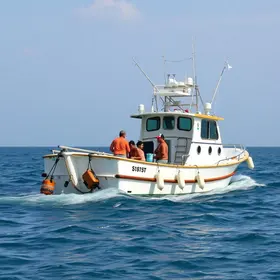 Ruído de barcos e turistas afeta comunicação dos peixes ruído de barcos